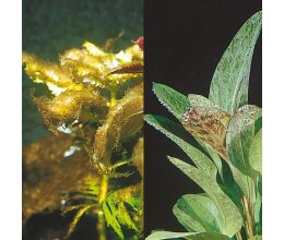 JBL Algol Algenmittel zur Bekämpfung von Algen in Süßwasser-Aquarien 100 ml bis 250 ml