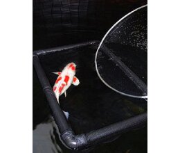 Schwimmendes Inspektionsnetz Quarantänenetz Koi l 90 x b 60 x t 60cm