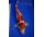 Suzuki Japankoi Nr3 Nisai Showa 38-40 cm
