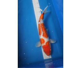 Yagoro Kohaku 40cm Nissai Japan Koi