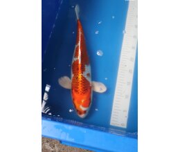 Yagoro Kujaku2 40cm Nissai Japan Koi