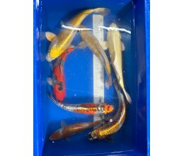 Ikarashi Nisai 35 - 38