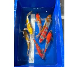 Ikarashi Nisai 35 - 38