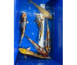 Ikarashi Nisai 35 - 38