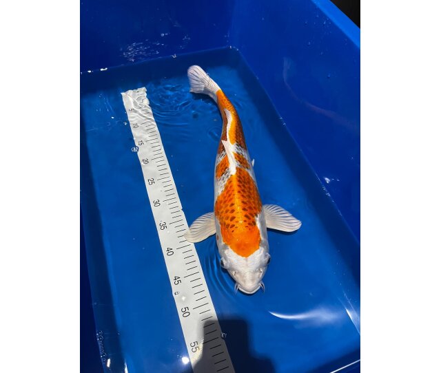 Japan Koi Kujaku 45-50cm