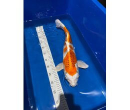 Japan Koi Kujaku 45-50cm