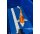 Japan Koi Kujaku 45-50cm
