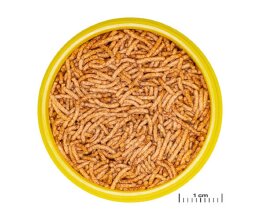 JBL PRONOVO Betta Insect Sticks S 100ml Kampffische von...