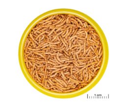 JBL PRONOVO RED INSECT STICK S 100 ml