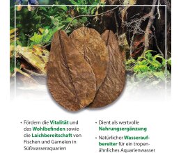 mySCAPE-CATAPPA LEAVES Large Seemandelbaumblätter 10...