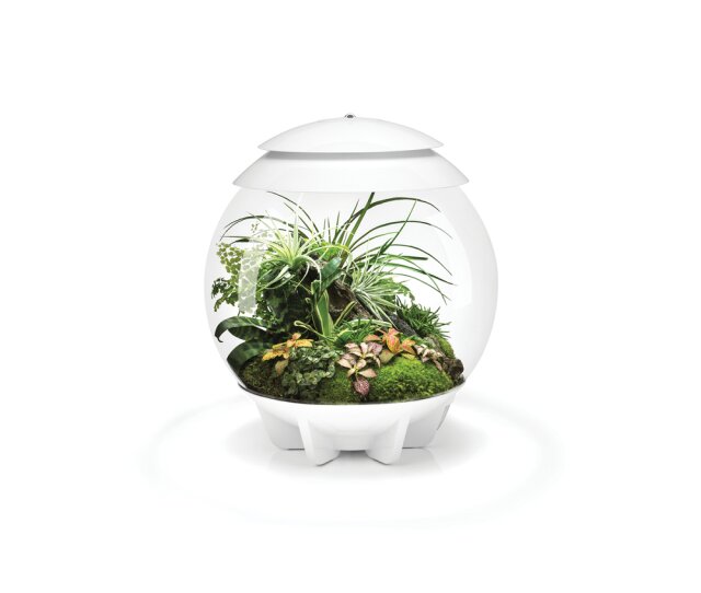 biOrb AIR 30 Liter automatisches Terrarium für bequeme Pflanzenpflege