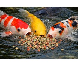 Koi Herdecke Koifutter 4 Sorten Multimix 3mm 5 kg