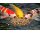 Koi Herdecke Koifutter 4 Sorten Multimix 3mm 5 kg