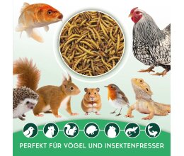 5 kg /28 l Mehlwürmer getrocknet – Insektensnack Vögel Nager, Koi, Schildkröten-Reptilien