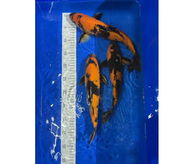 Marusei Jumbo Tosai 28 - 30 cm Import 2025 Japankoi