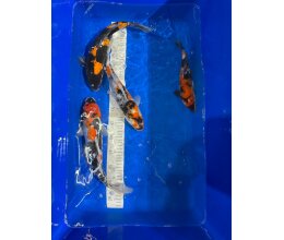 Conias Jumbo Tosai 28 - 35 cm Import 2025 Japamkoi