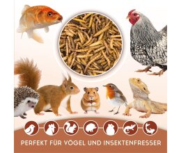 5 l Mix aus Mehlwürmern- Gammarus - Seidenraupen...