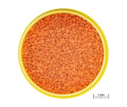 JBL PRONOVO BITS GRANO M 5,5l
