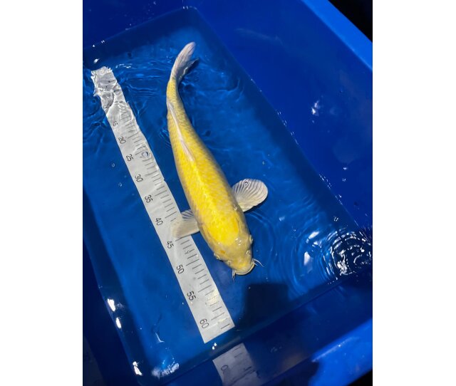 Japan Koi Yamabuki Ogon 50cm
