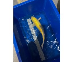 Japan Koi Yamabuki Ogon 50cm