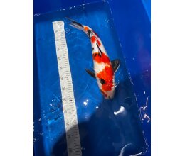 Japan Koi Doitsu Showa ca. 40 cm – Rot Weiss Schwarz