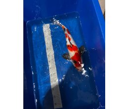 Japan Koi Doitsu Showa ca. 40 cm – Rot Weiss Schwarz
