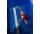 Japan Koi Doitsu Showa ca. 40 cm – Rot Weiss Schwarz